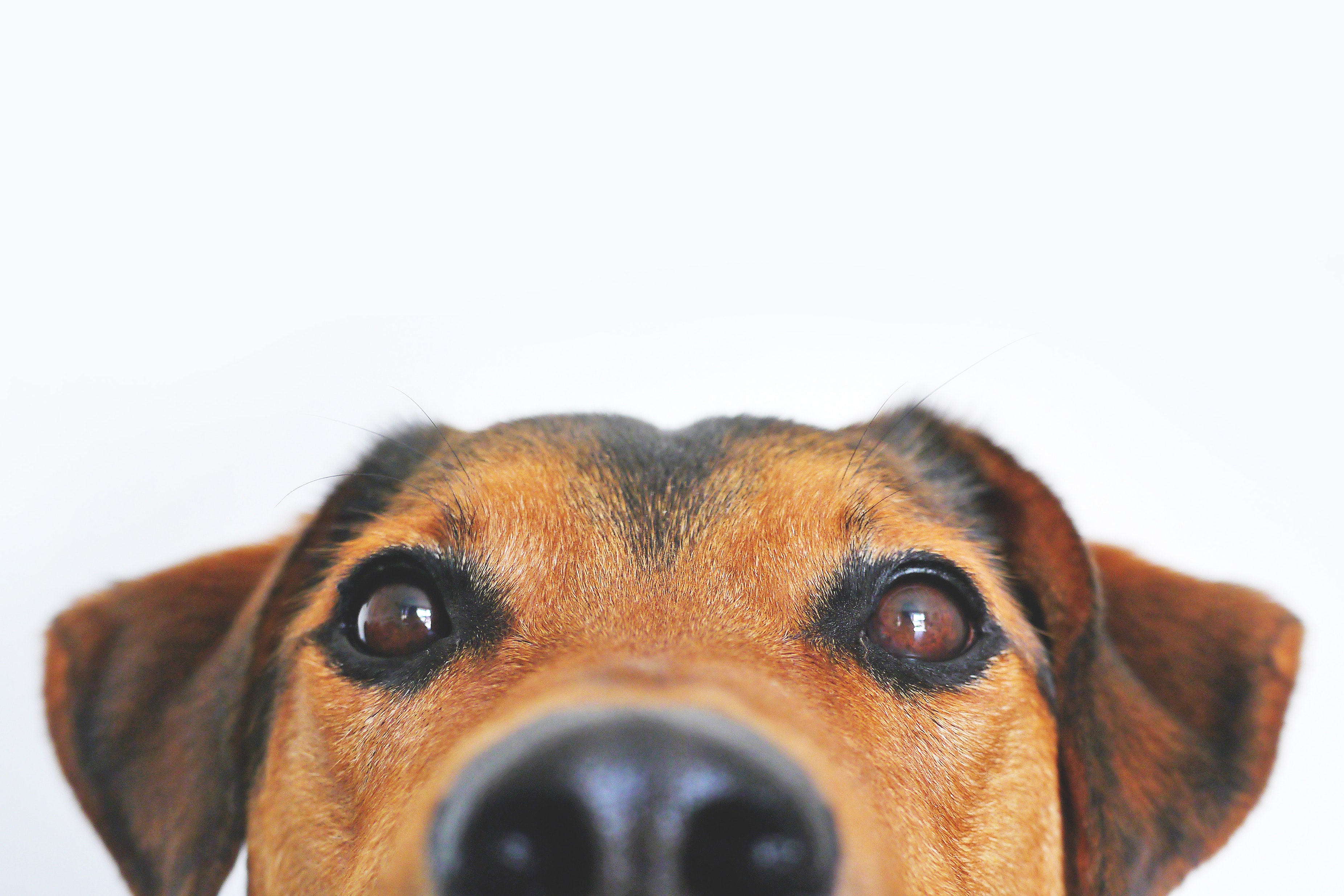Roundhay_Petcare